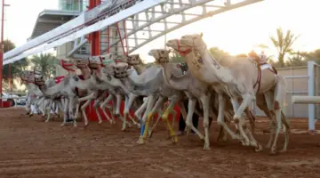 الشاهينية لهجن العاصفة تتألق في تحدي «عمالقة» ختام المرموم